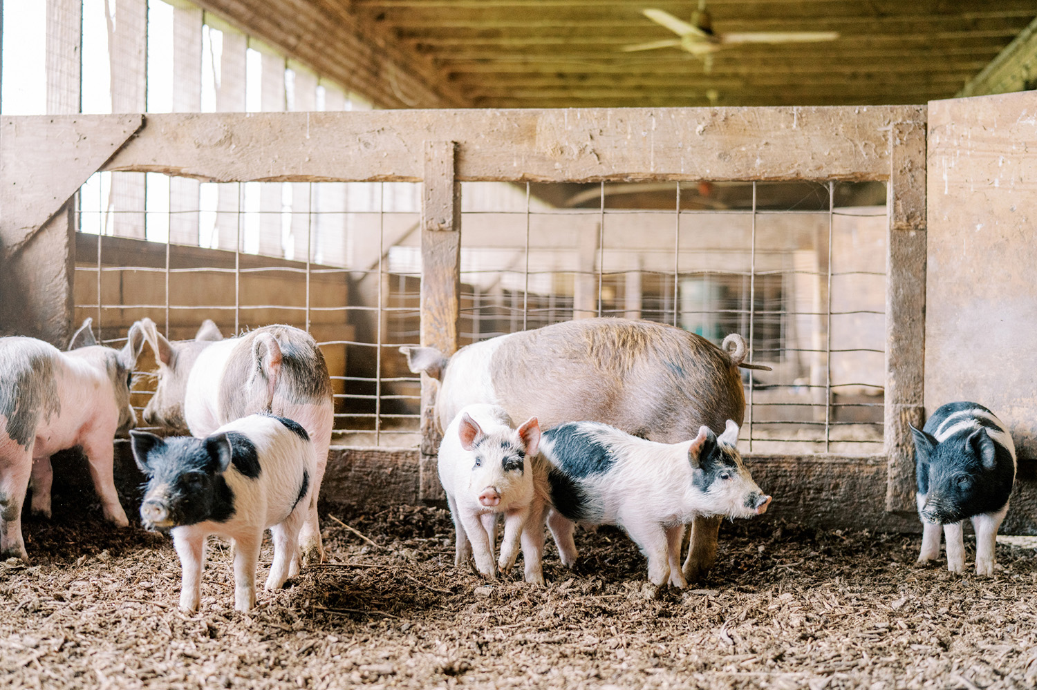 agriculture branding