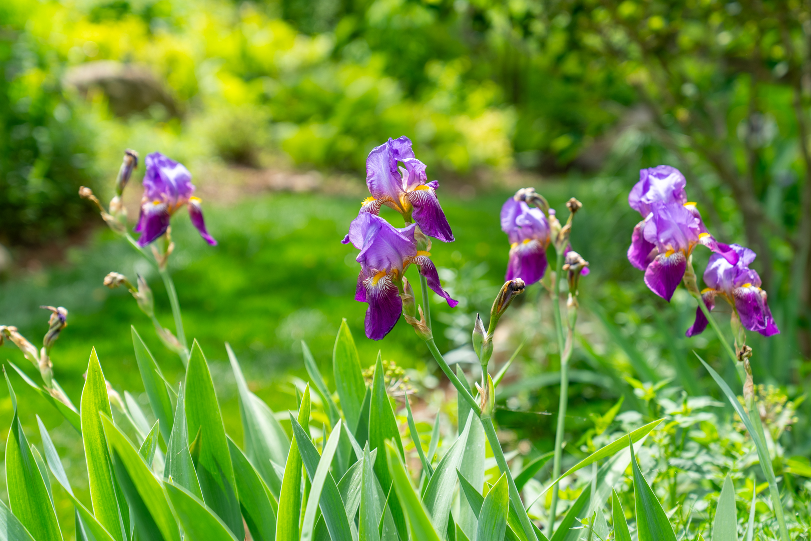 Purple flowers and landscaping elements.